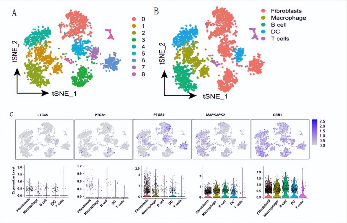 花生四烯酸代谢途径,花生四烯酸代谢途径及药物作用图