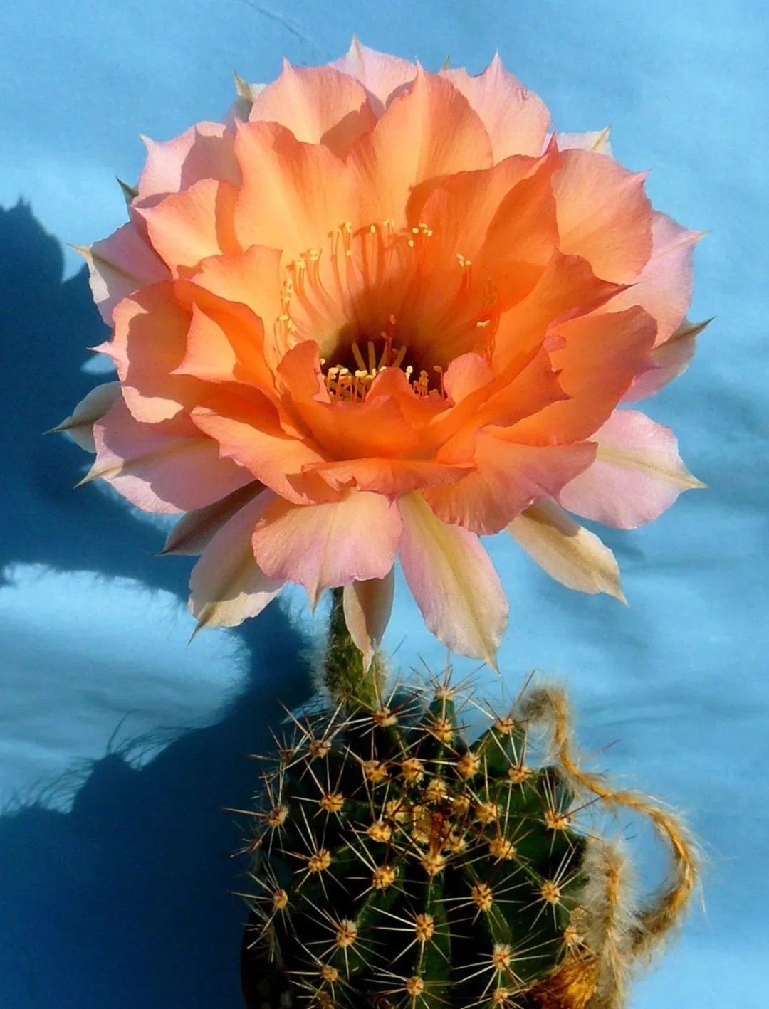 200种·仙人球开花图鉴，大开眼界，美到爆