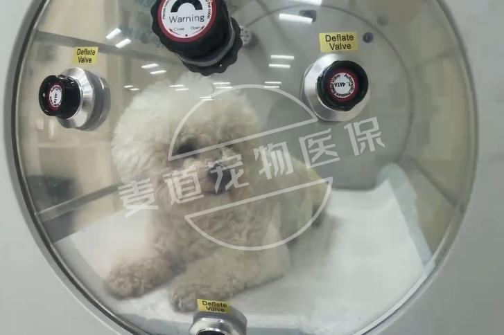 狗狗眼睛是恶魔之眼,狗狗眼睛是玻璃眼