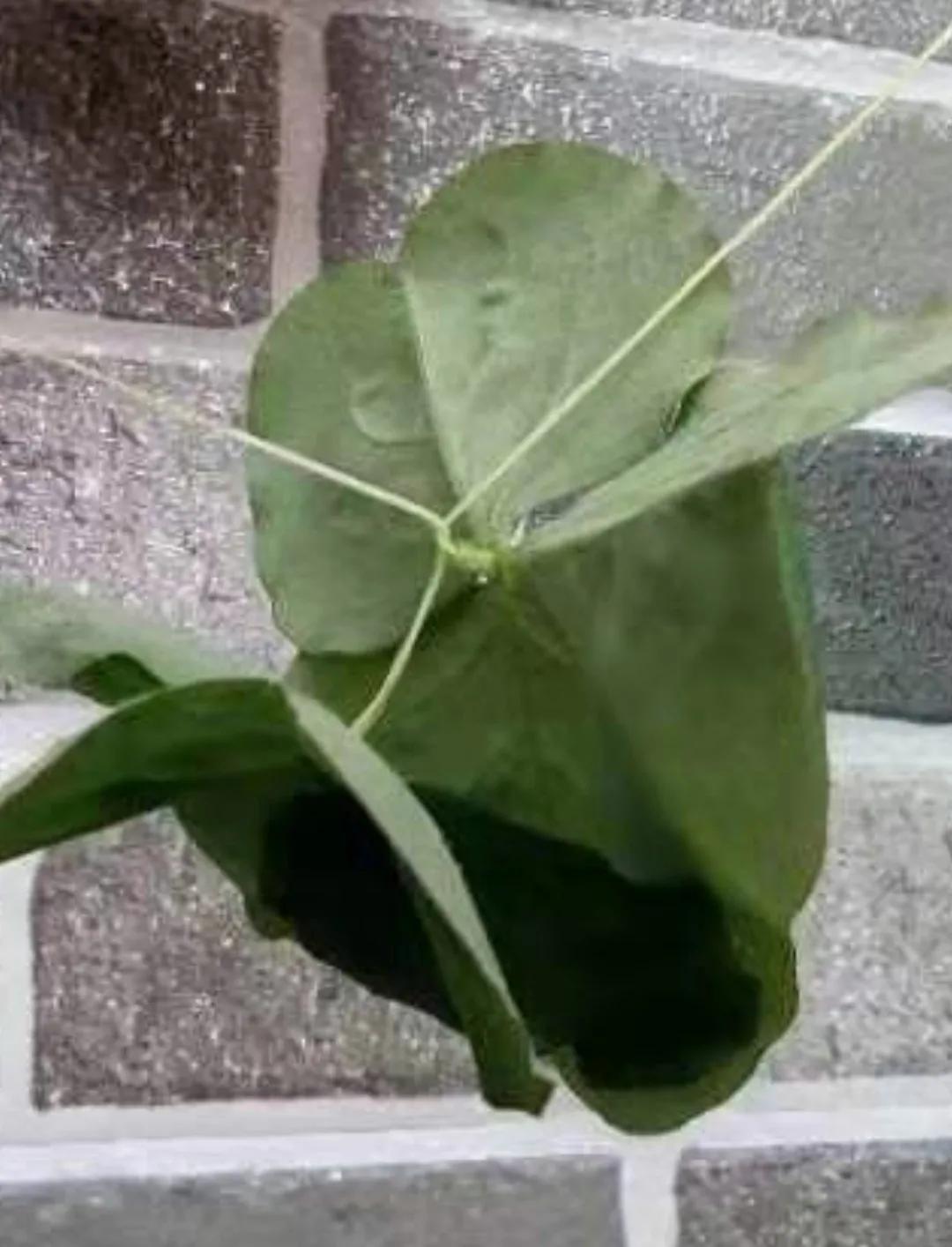 儿时的回忆斗鸡,童年的回忆骑牛视频