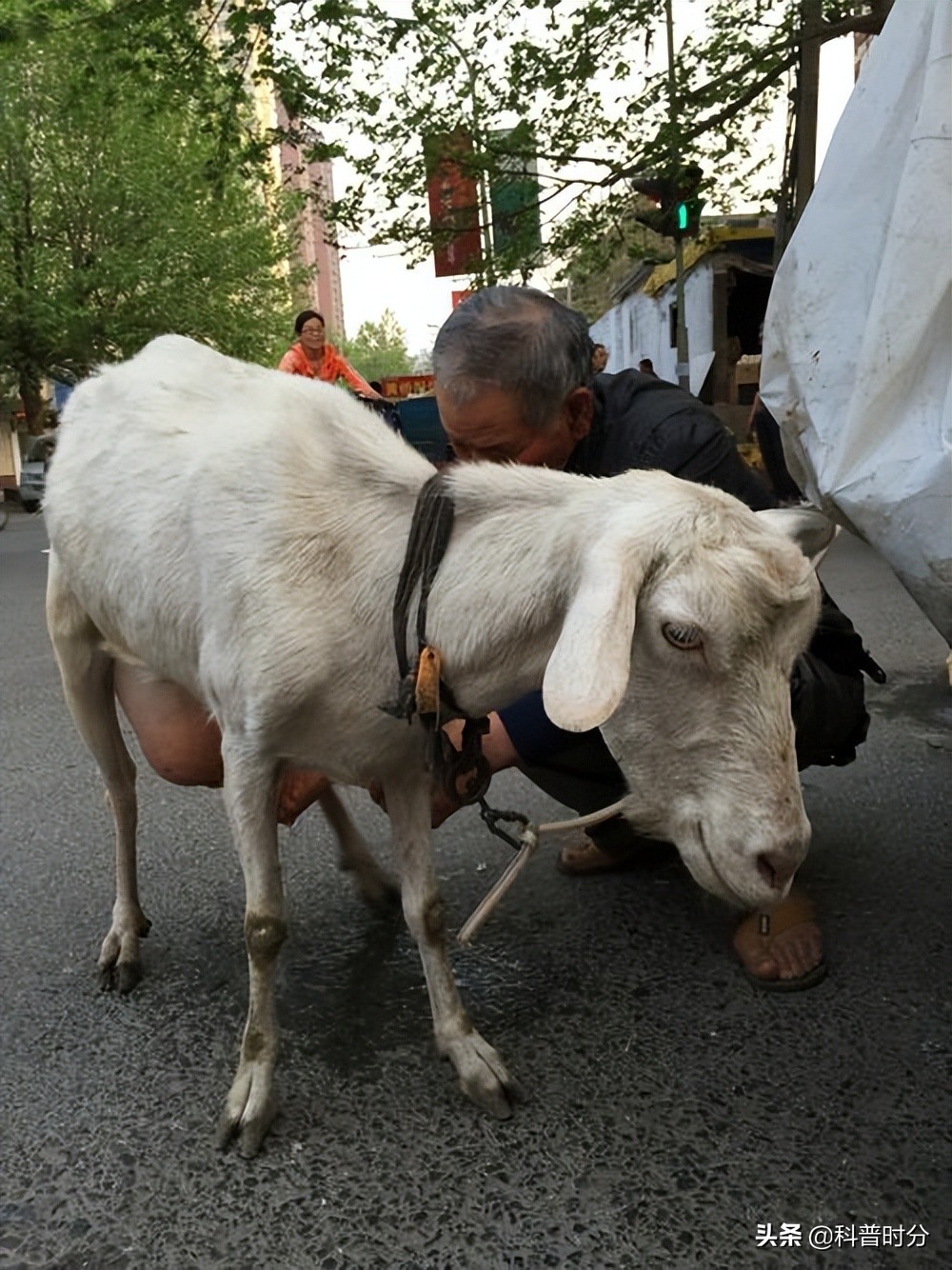 小黄毛捡到一只小狗,15年前村民捡到一只小狗