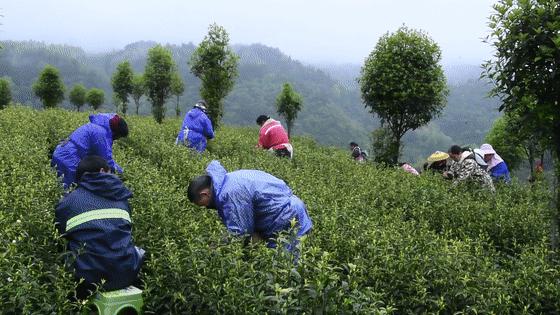 余庆茶亮相四川成都,余庆茶为什么是干净的