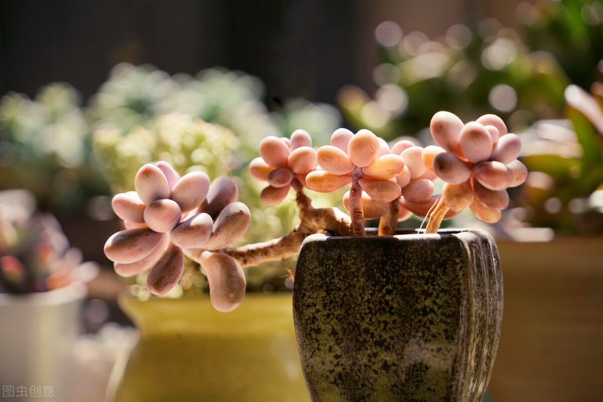 夏季怎么预防桃蛋化水,桃蛋夏季怎么养护