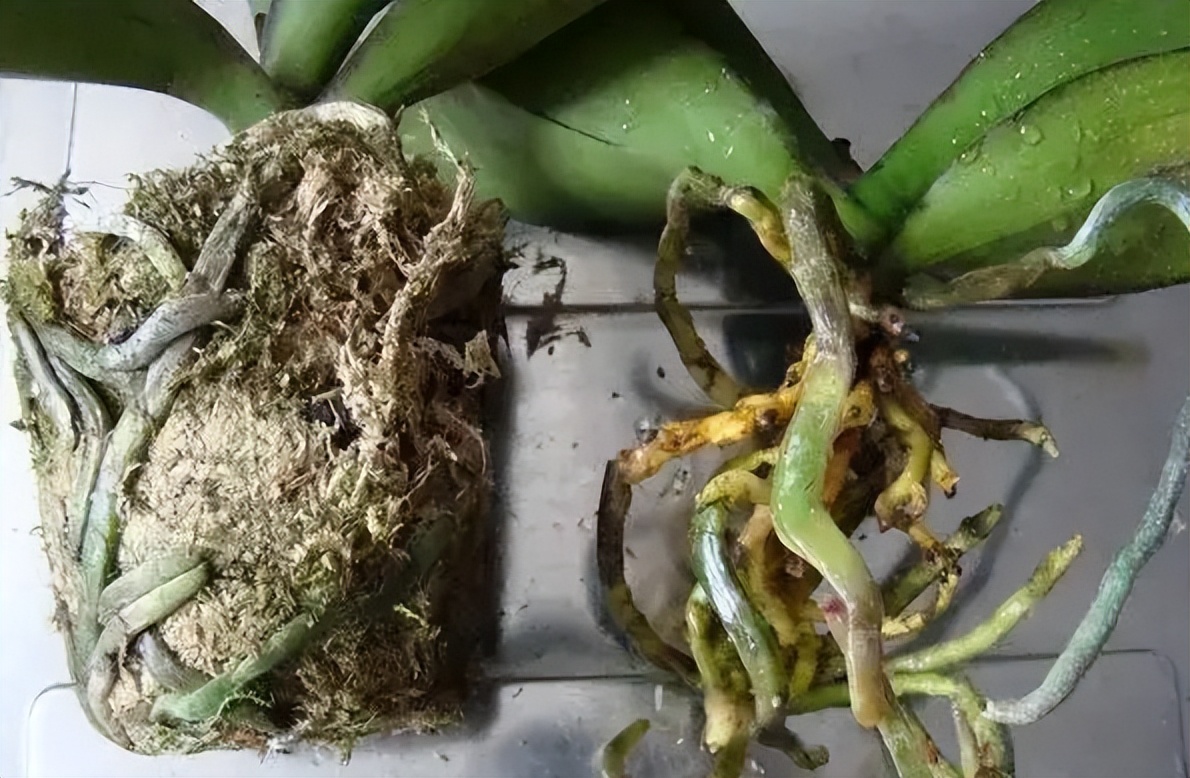 新手养蝴蝶兰技巧,新手养蝴蝶兰怎么养