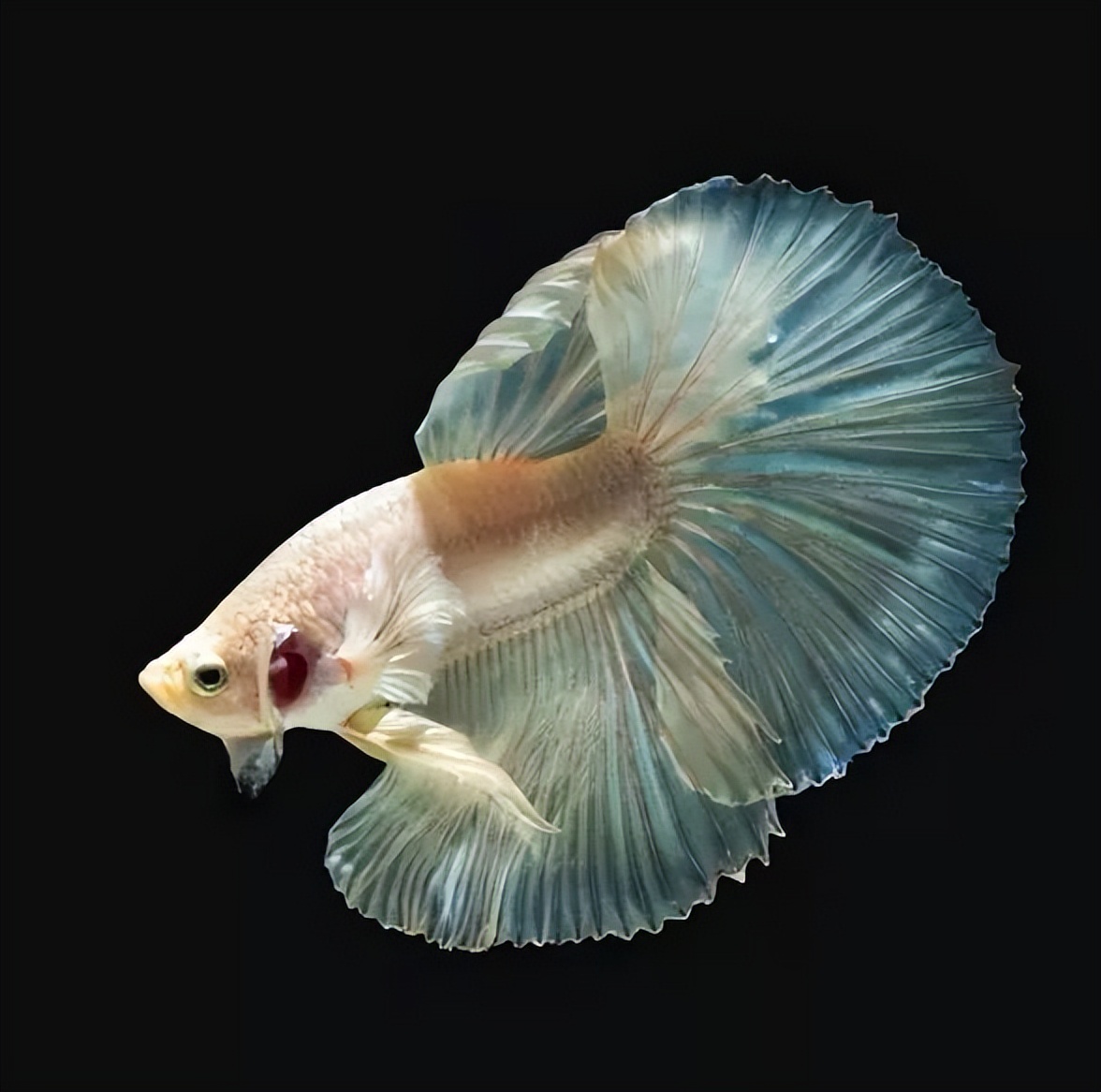 保姆级抠图,保姆级抠图教学