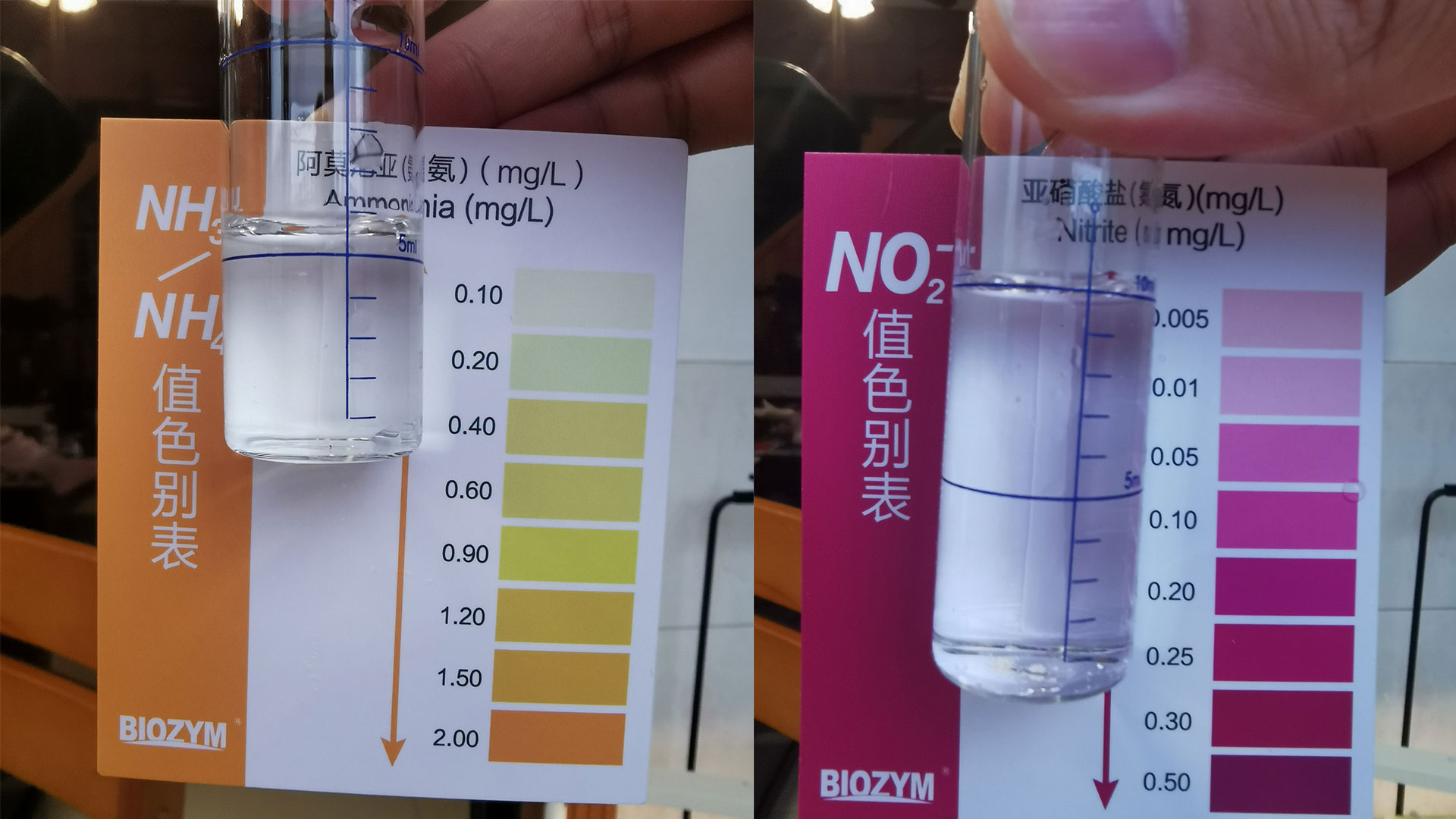 硝化细菌培养成功的标志,硝化细菌培养成功没有腥味