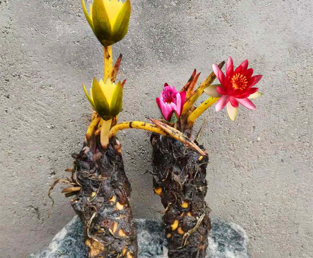 买花怎么养才不会枯萎,买花盆栽最省钱的方法