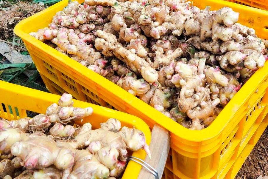 优质高产姜种,大姜高产最好的方法