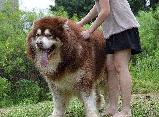 阿拉斯加狗粮推荐价格,成犬阿拉斯加犬吃哪个品牌的狗粮