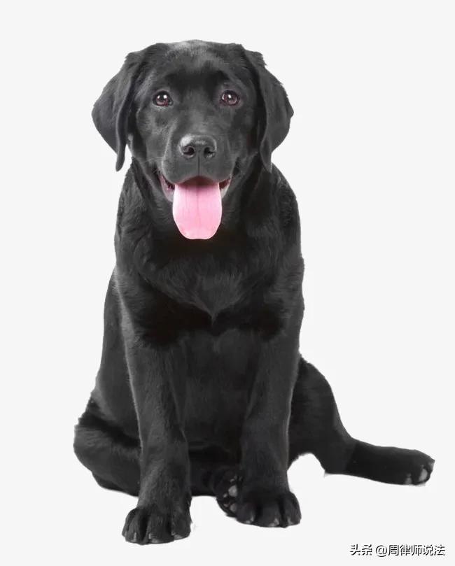 “要你狗命！”名贵犬咬人被砍，狗主人耍横，法院：不是正当防卫