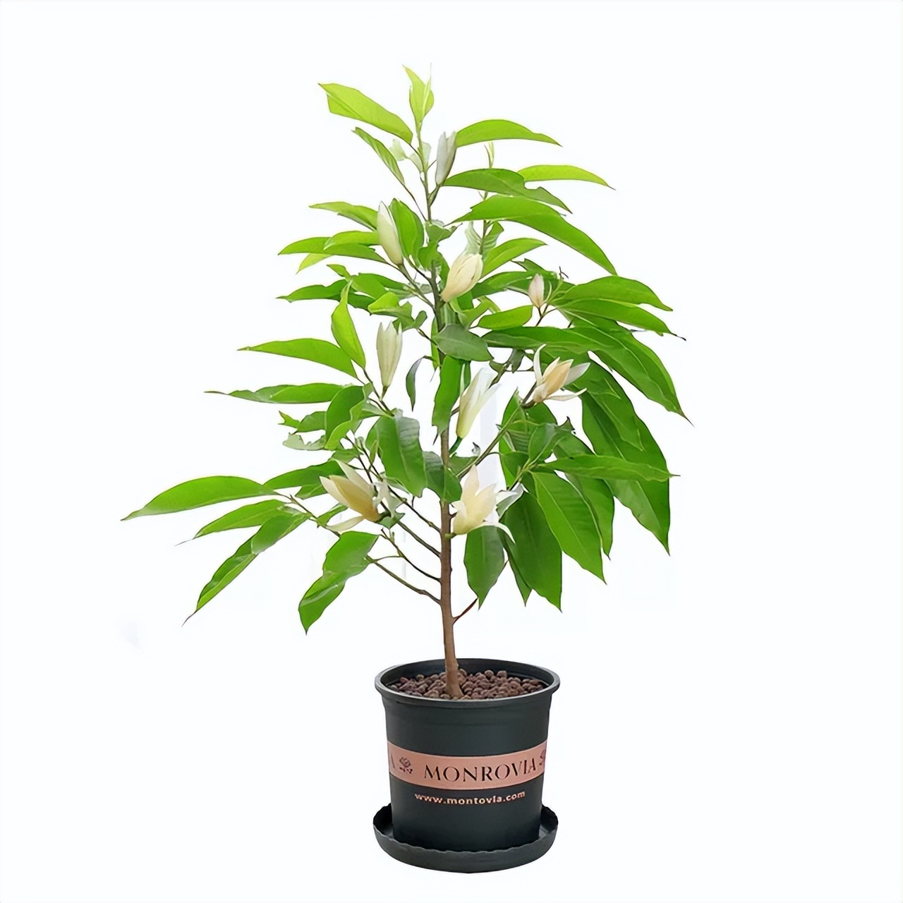 白兰花芽多影响长花苞怎么办,白兰花开花少