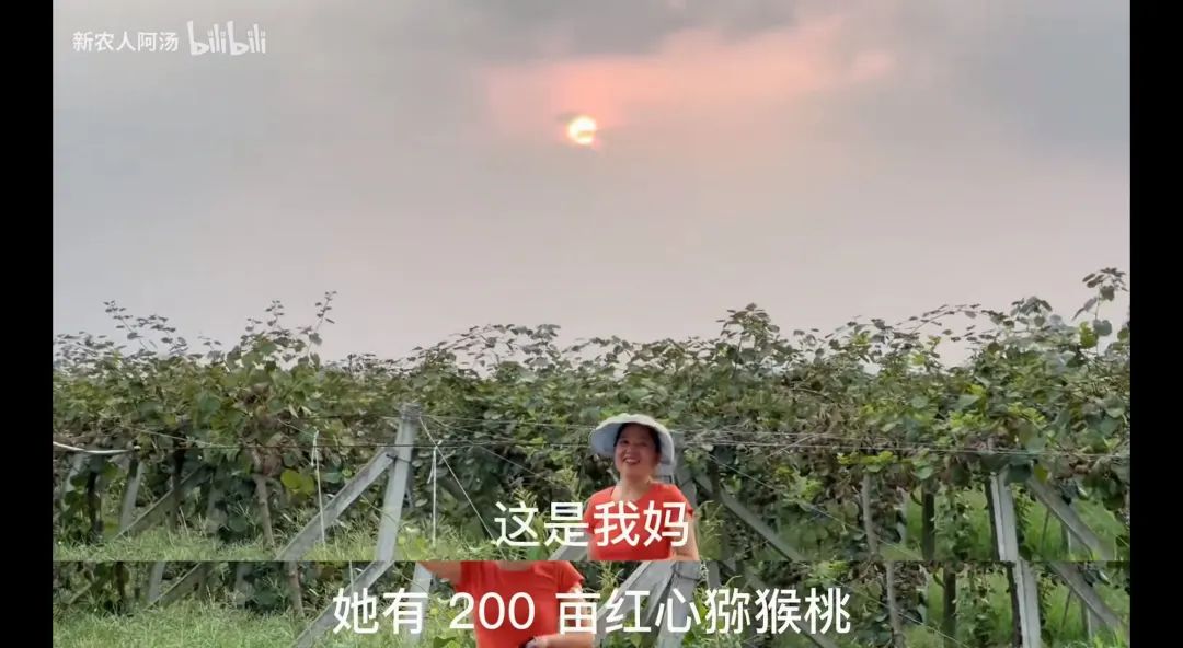 如何利用互联网+打造现代农业,现代化农业种植新模式