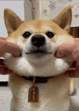 适合出门拉风的狗,几种出门最让人受欢迎的狗狗