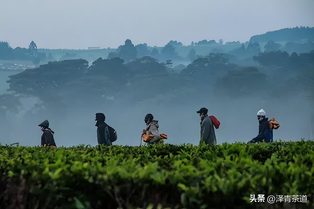 2022年茶行业未来发展与前景,未来十年茶行业的发展机会