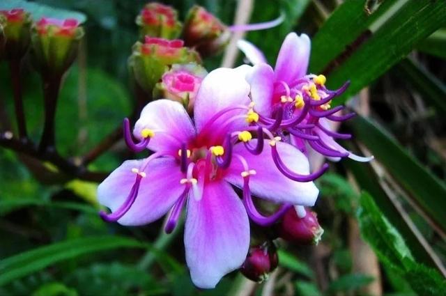 虎字植物,带虎字的花有哪些