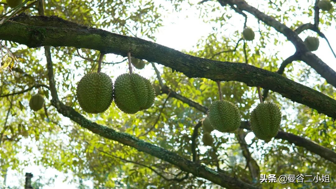 榴莲园带你看越南最美的榴莲,去泰国榴莲园里摘榴莲
