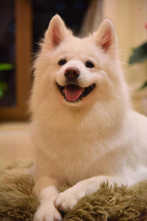 萨摩耶两个月太不听话怎么办,萨摩耶不听话怎么训练幼犬