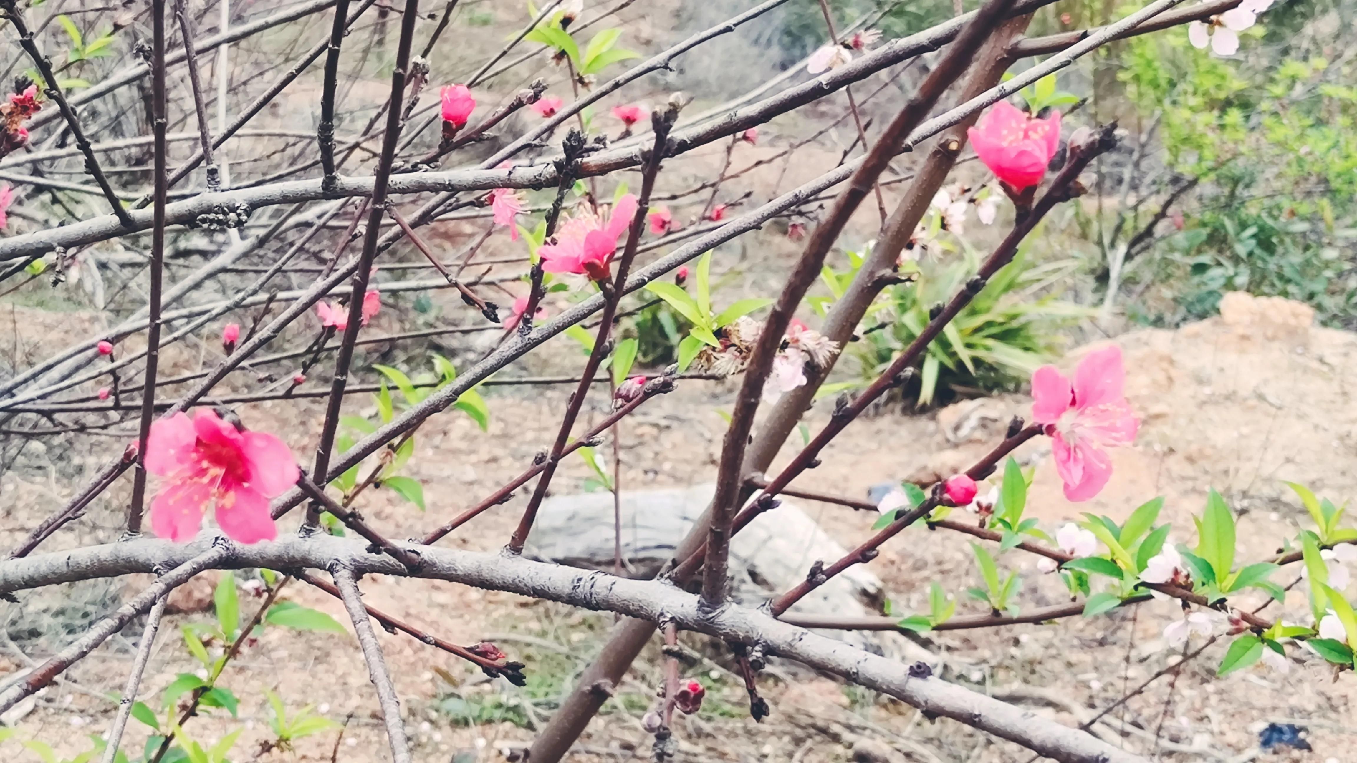桃花古诗词歌曲,桃花古诗词最出名