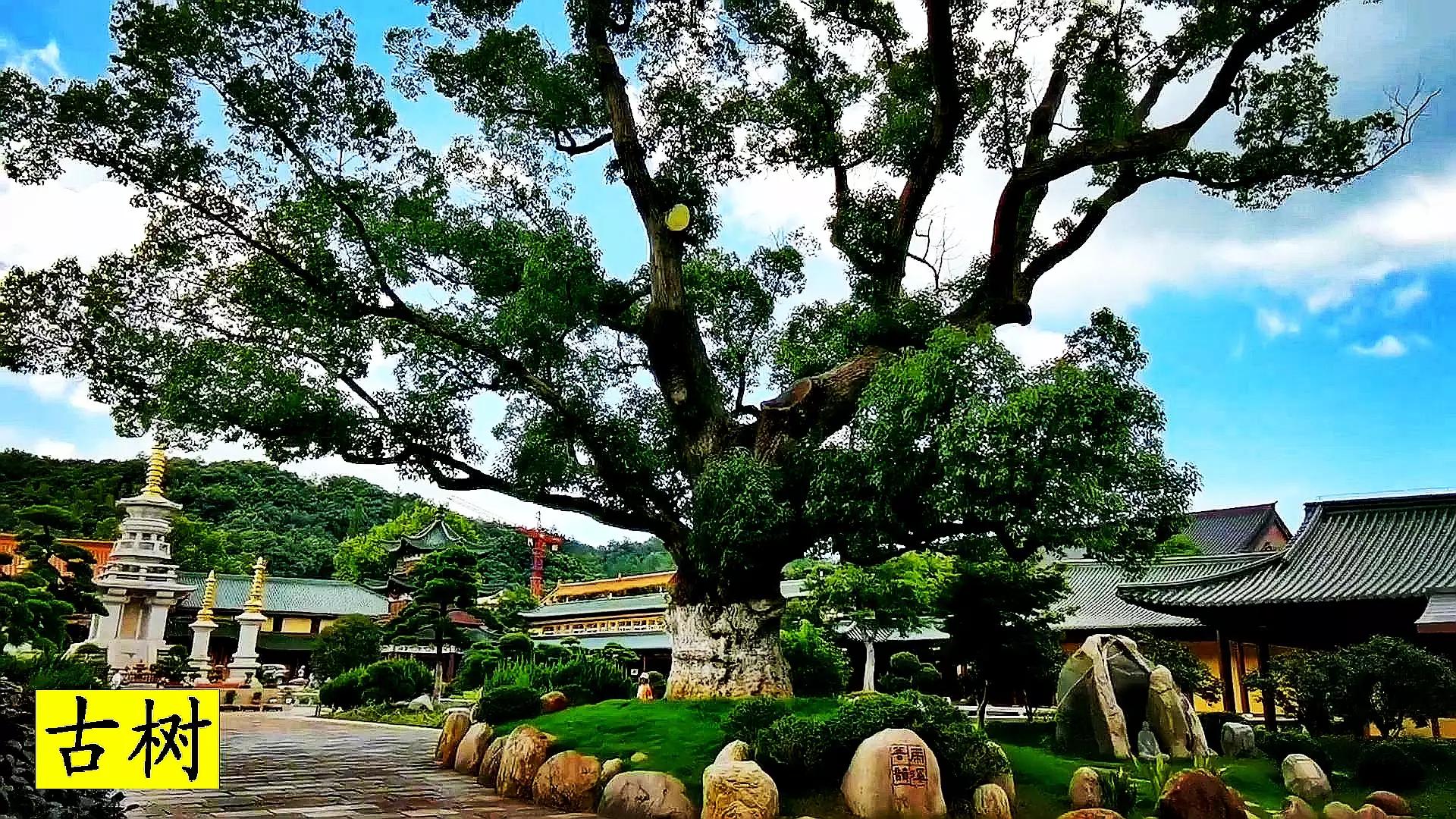 佛教圣地东林寺,东林寺祖庭与净土宗有何区别