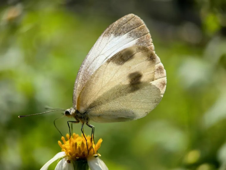 昆虫摄影艺术展,昆虫世界摄影欣赏