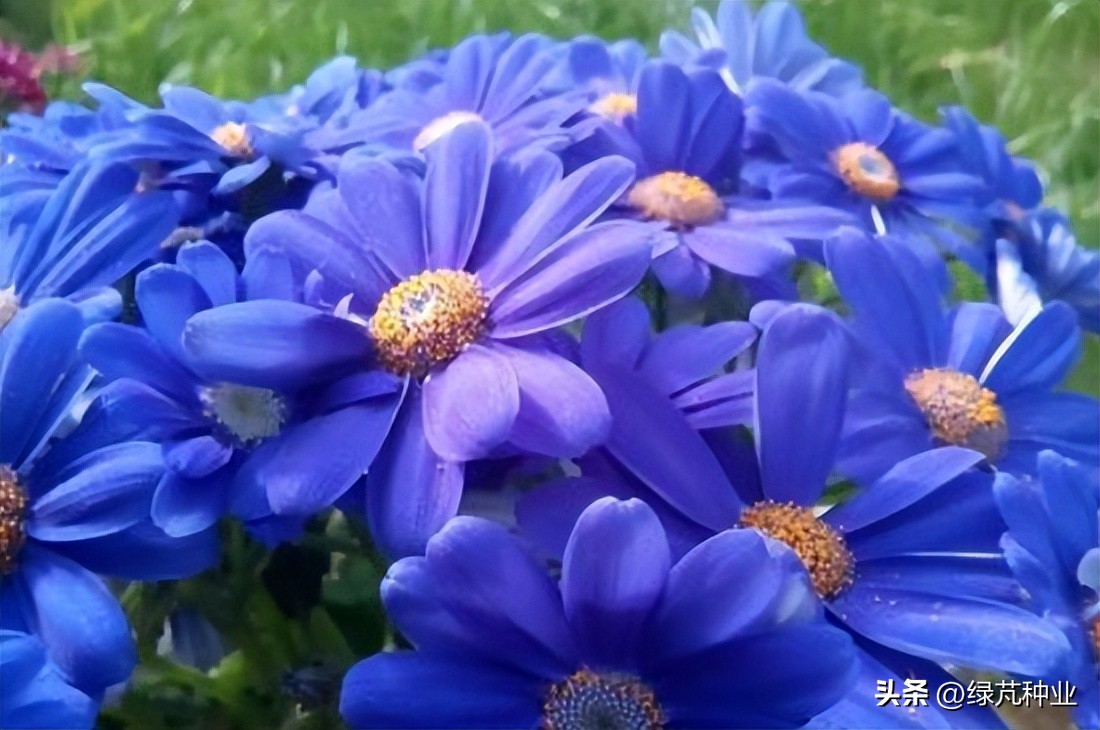 翠菊株高多少,翠菊是一年生还是多年生