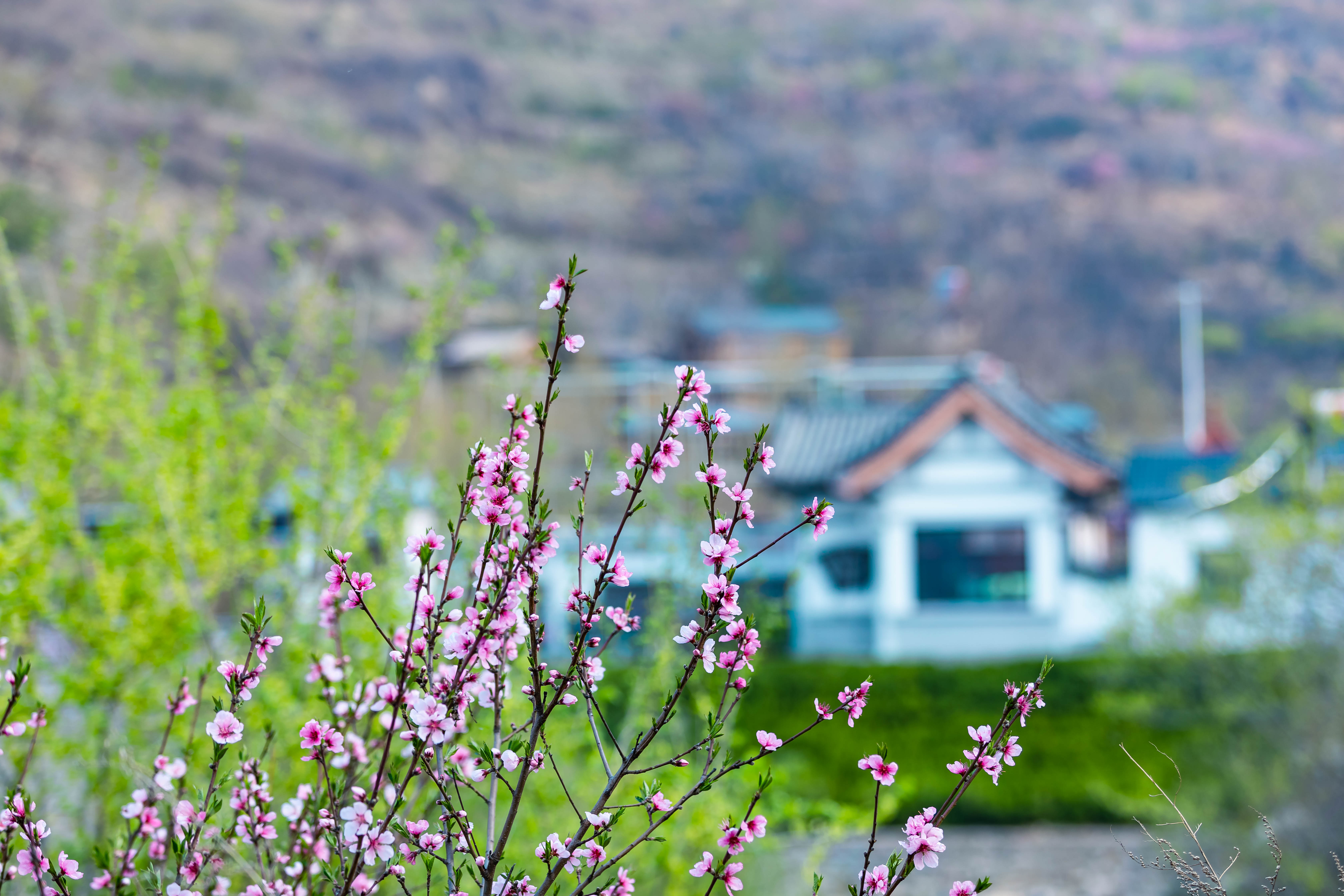 踏青济南攻略,济南黄河边春游攻略