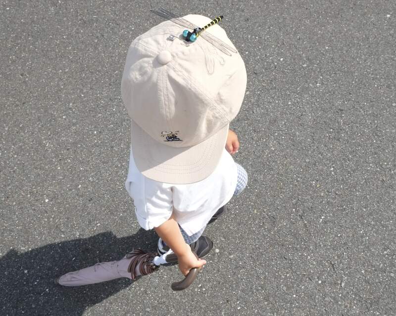 蜻蜓一小时吃多少只蚊子,蜻蜓能吃多少只蚊子