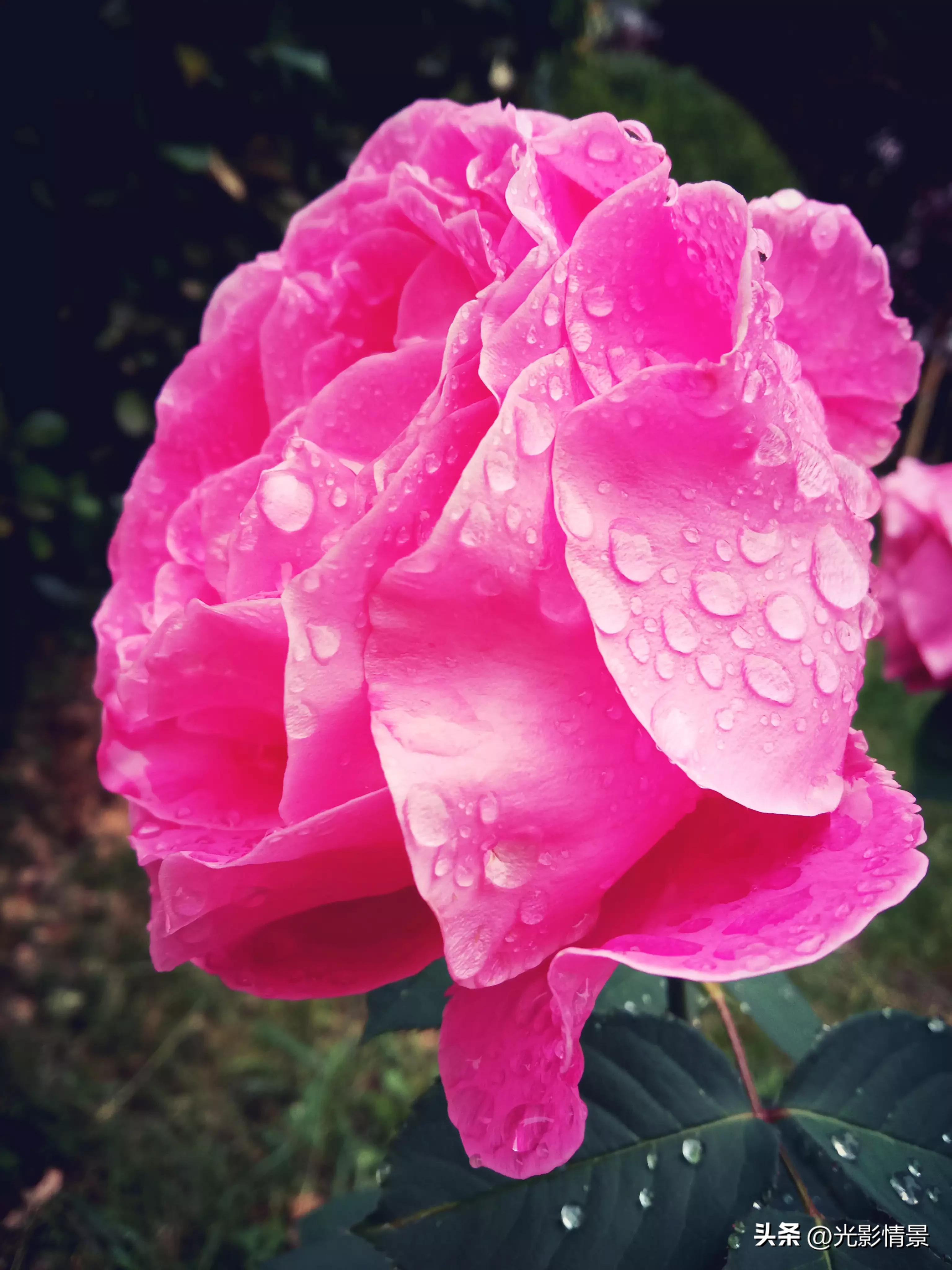 手机也能拍大片华为,手机也能拍大片摄影作品点评全集