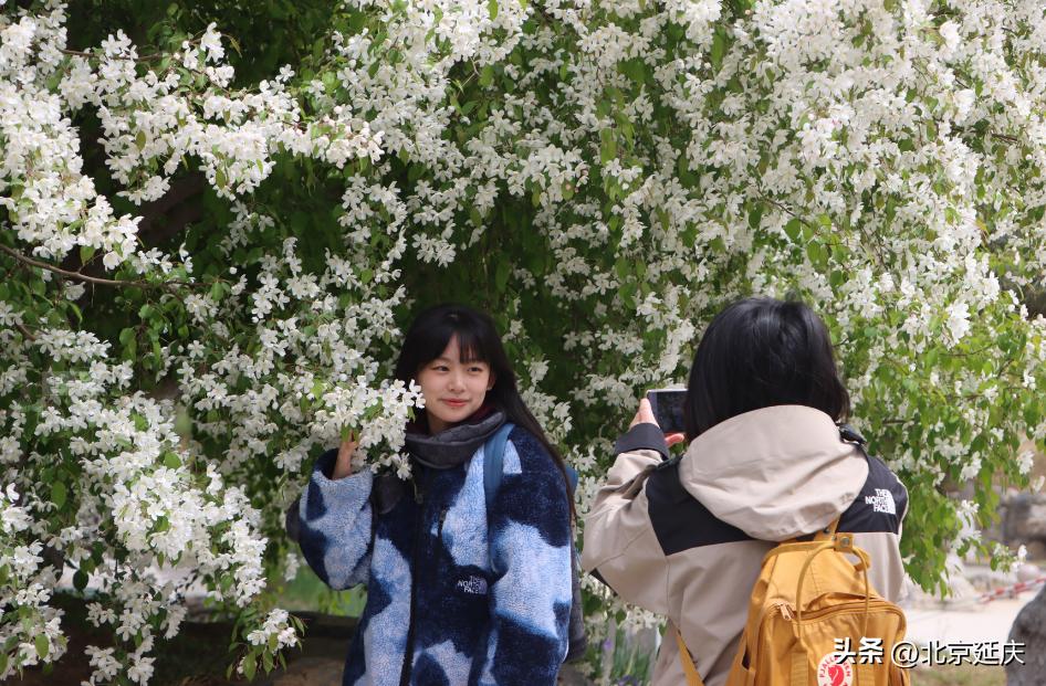 延庆冬奥小镇游玩,北京冬奥延庆观光旅游