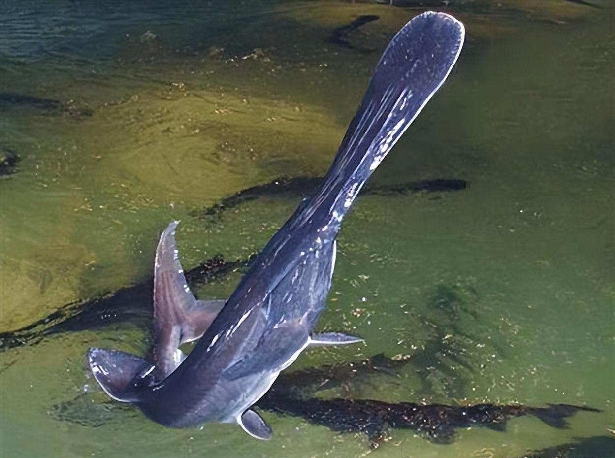 匙吻鲟生活习性,匙吻鲟人工繁殖技术