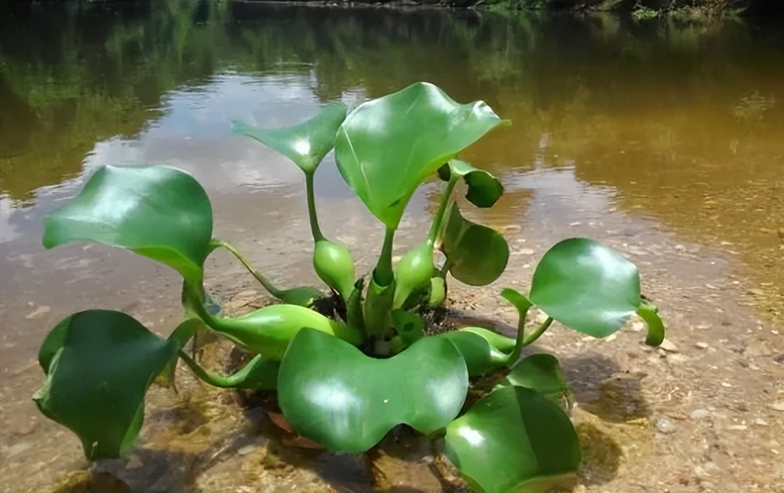 盘点放生错误,盘点那些无知的放生行为