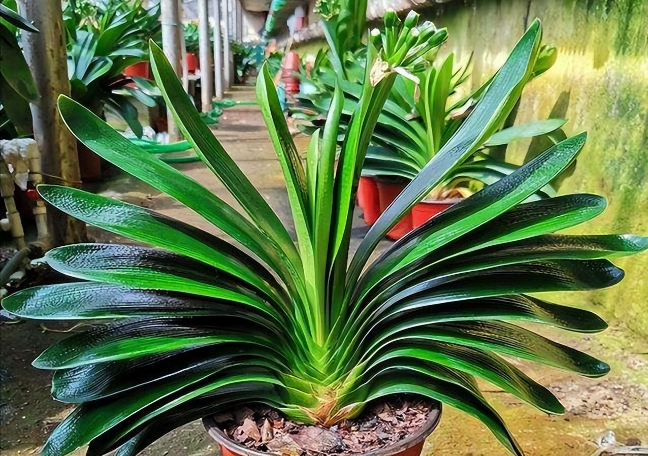 君子兰最基本的养法,一年的时间就能把君子兰养的很好