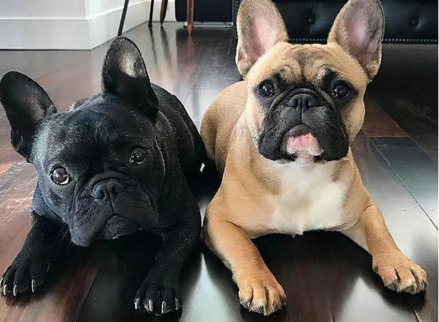 新手养什么狗最好养又听话又干净,新手最适合养的狗是什么狗