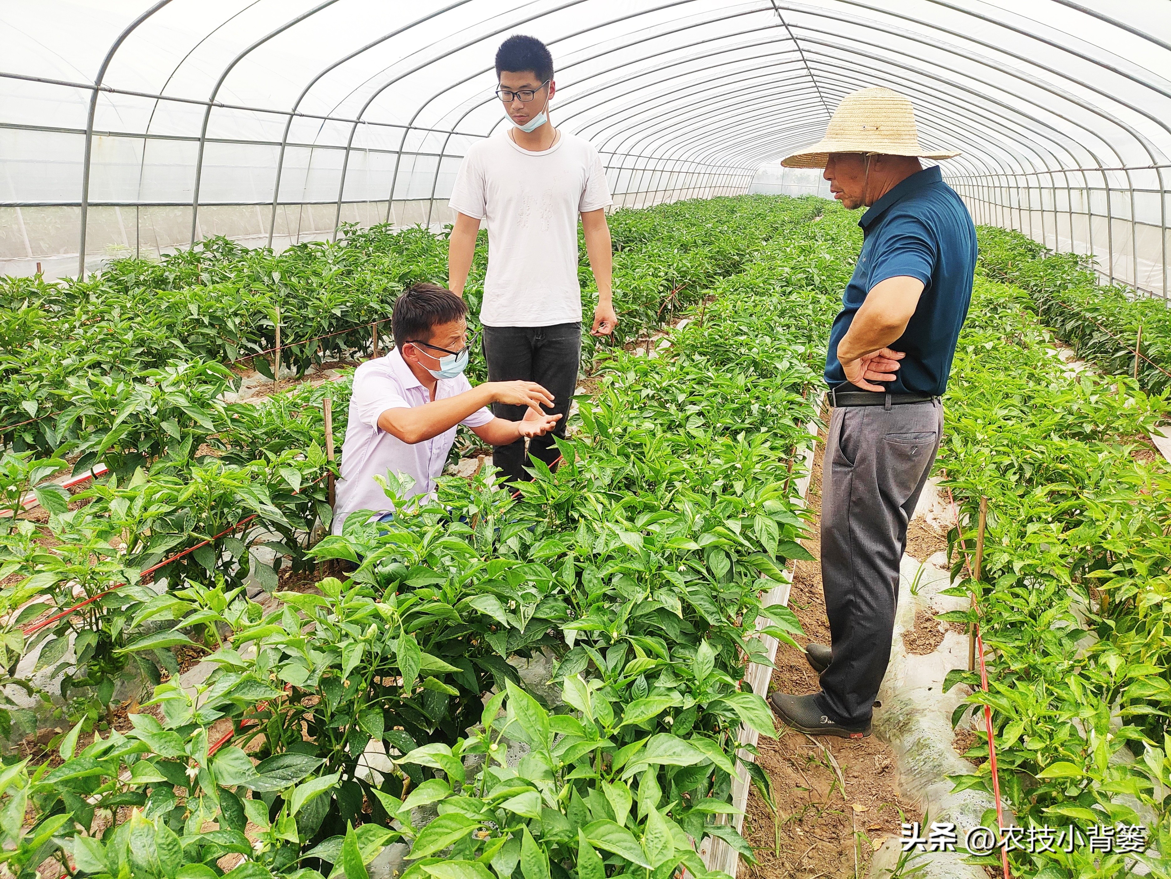 果树缺钙吃什么钙肥好,哪种肥料容易引起钙流失