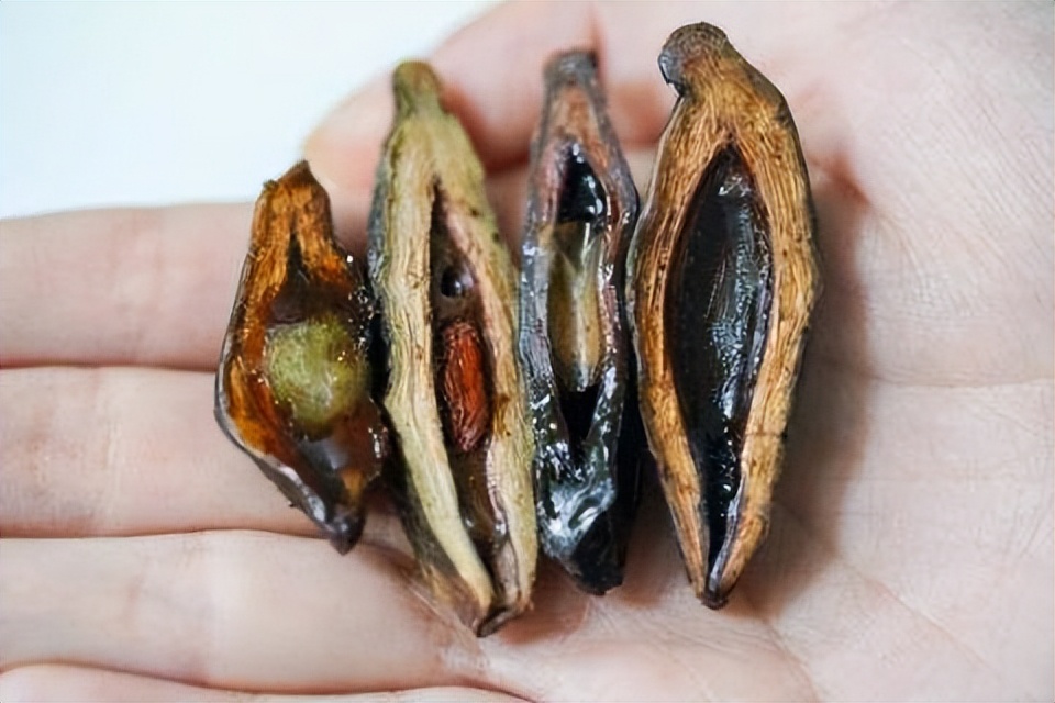 成瘾只是表象，36岁傅松患口腔癌离世，让我看到了槟榔产业的背后