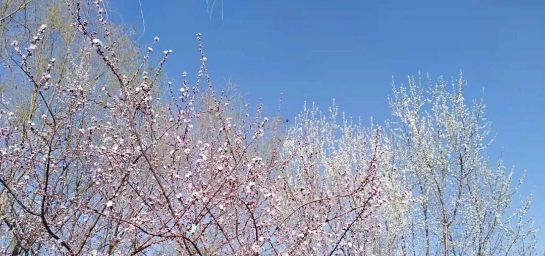 原创|2022迟到的春天之约