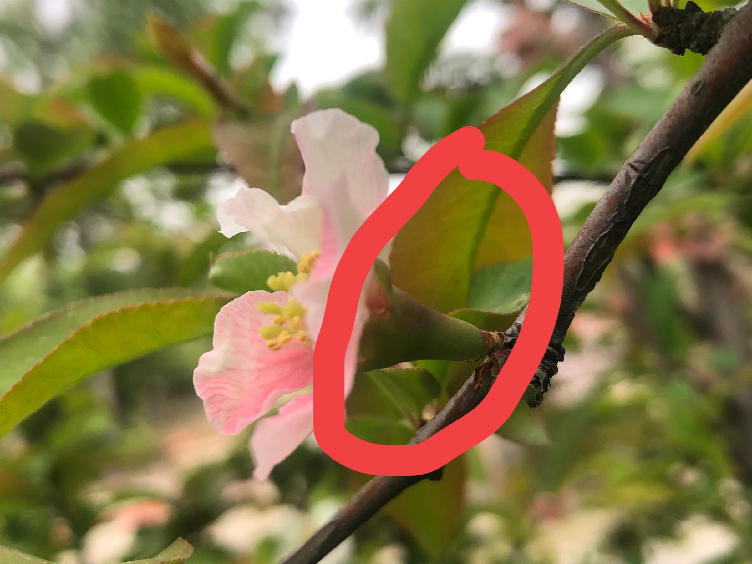 海棠四品怎么样,海棠四品指的是什么