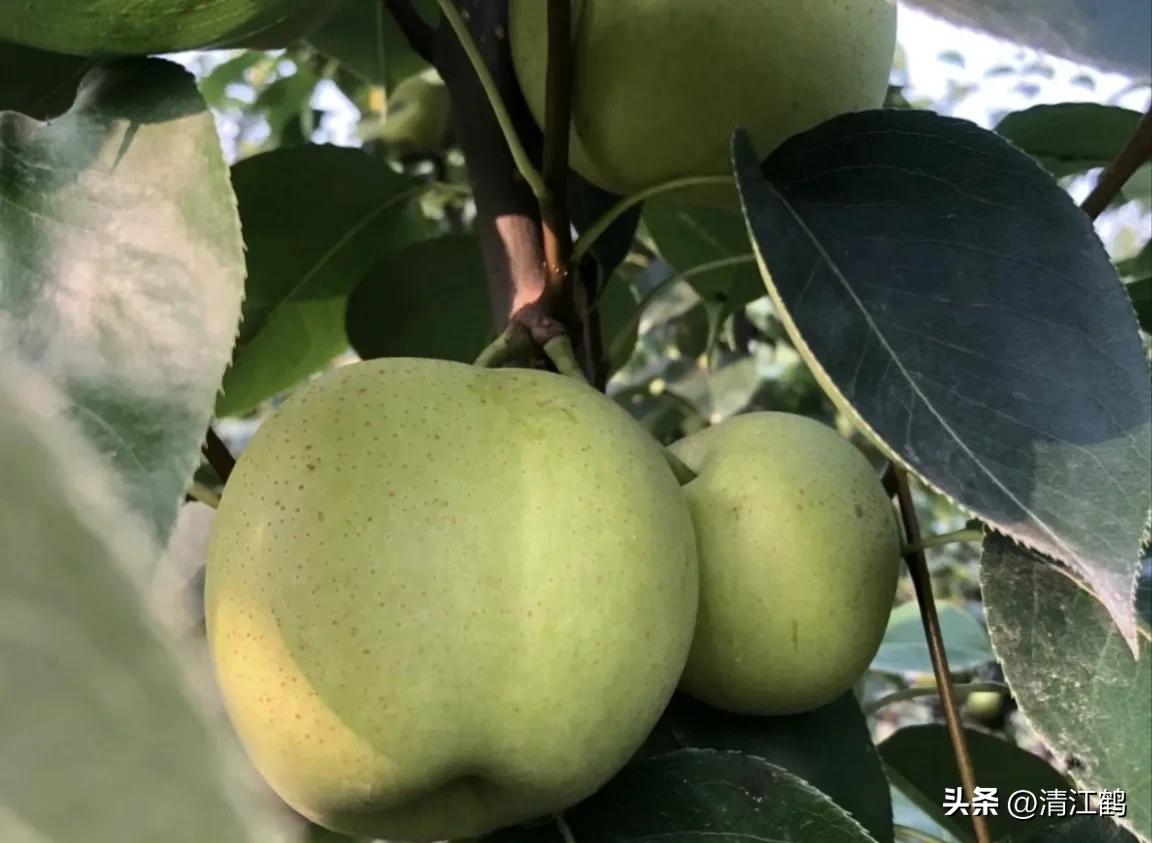 梨果病害图片大全,梨果不套袋病虫害防治技术