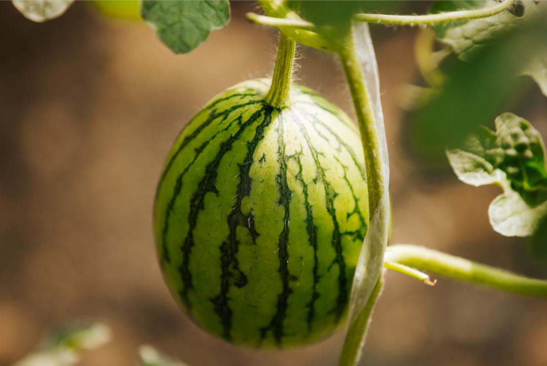 石嫣有机农场四川基地视频,北京新农人石嫣团队