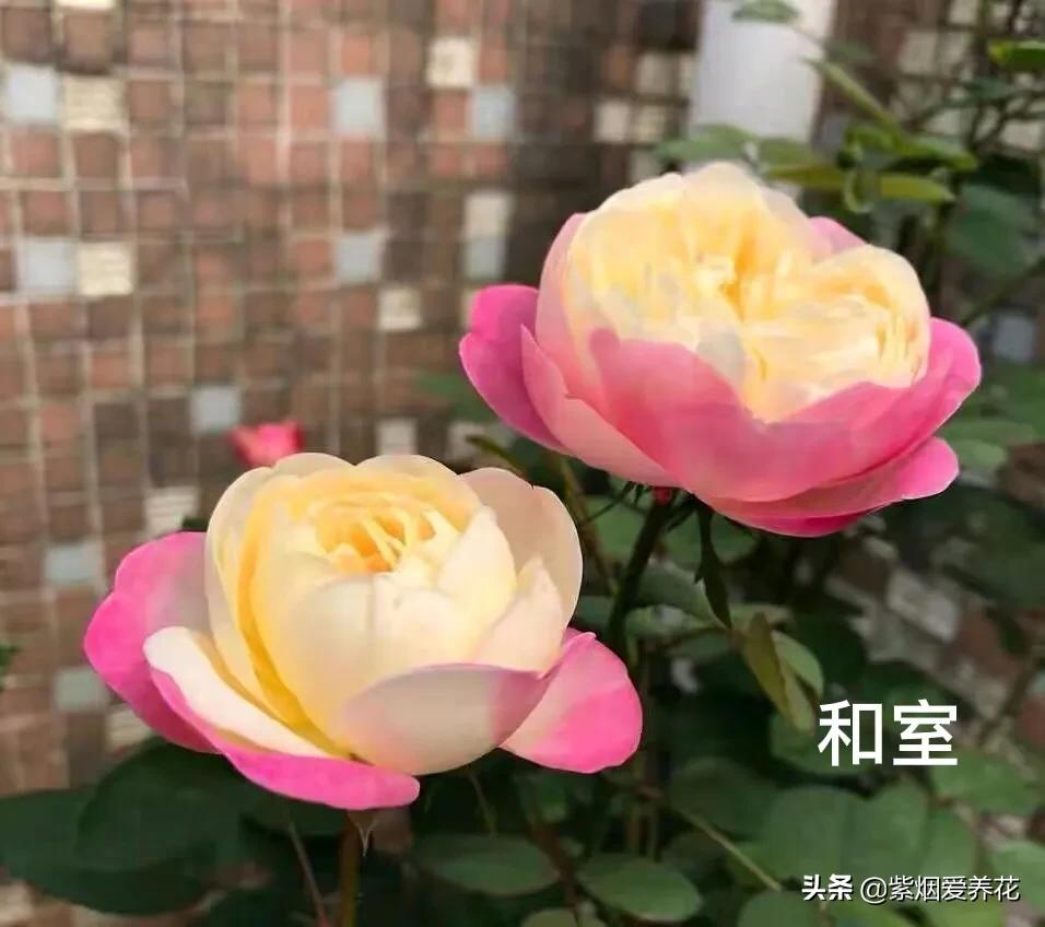 推荐一款漂亮的月季花,推荐好的月季品种