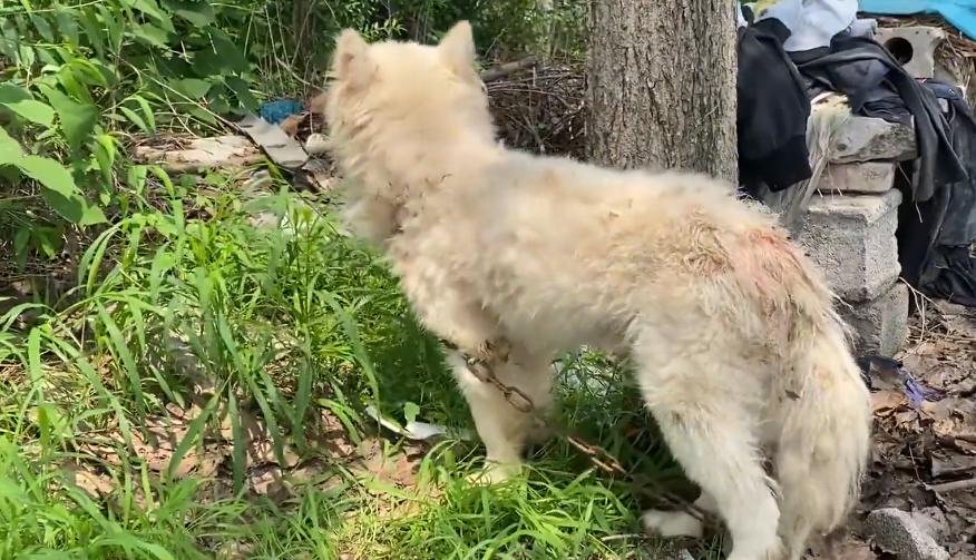 为什么繁殖犬要被虐待,繁殖犬没有效益