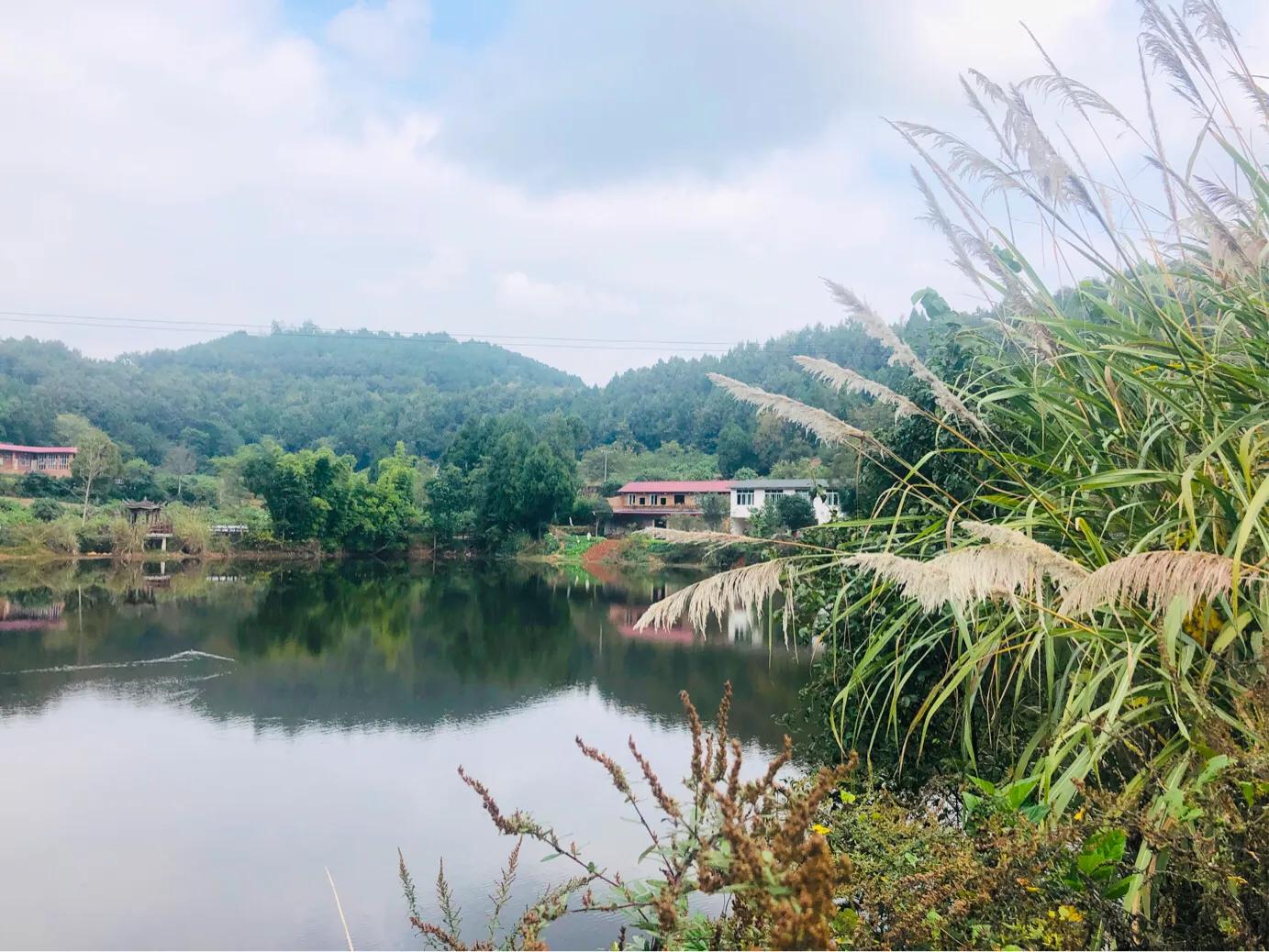 閲戝爞椴滆姳灞辫胺鍊煎緱鍘诲悧,閲戝爞椴滆姳灞辫胺娓歌