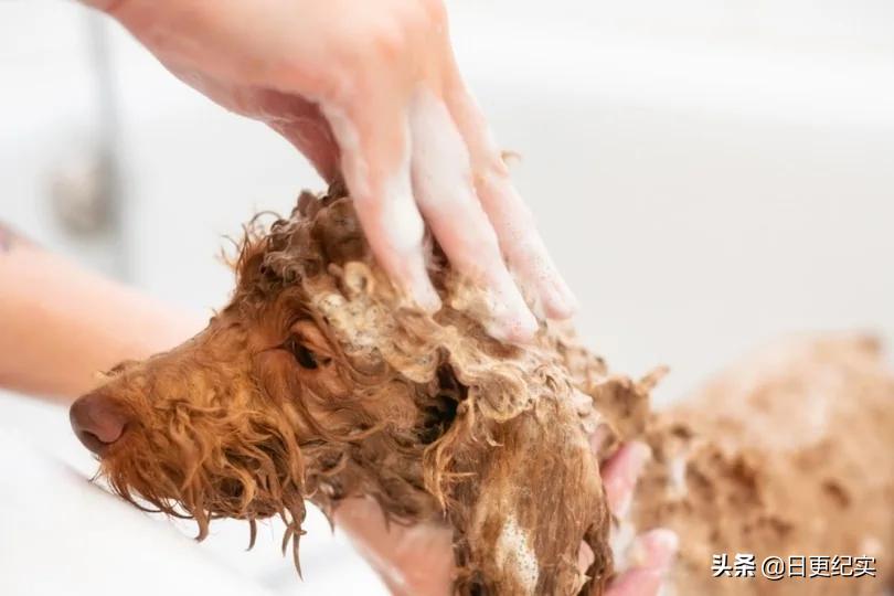 如何清洁狗毛上沾染的油污,为什么要清洁狗狗耳朵
