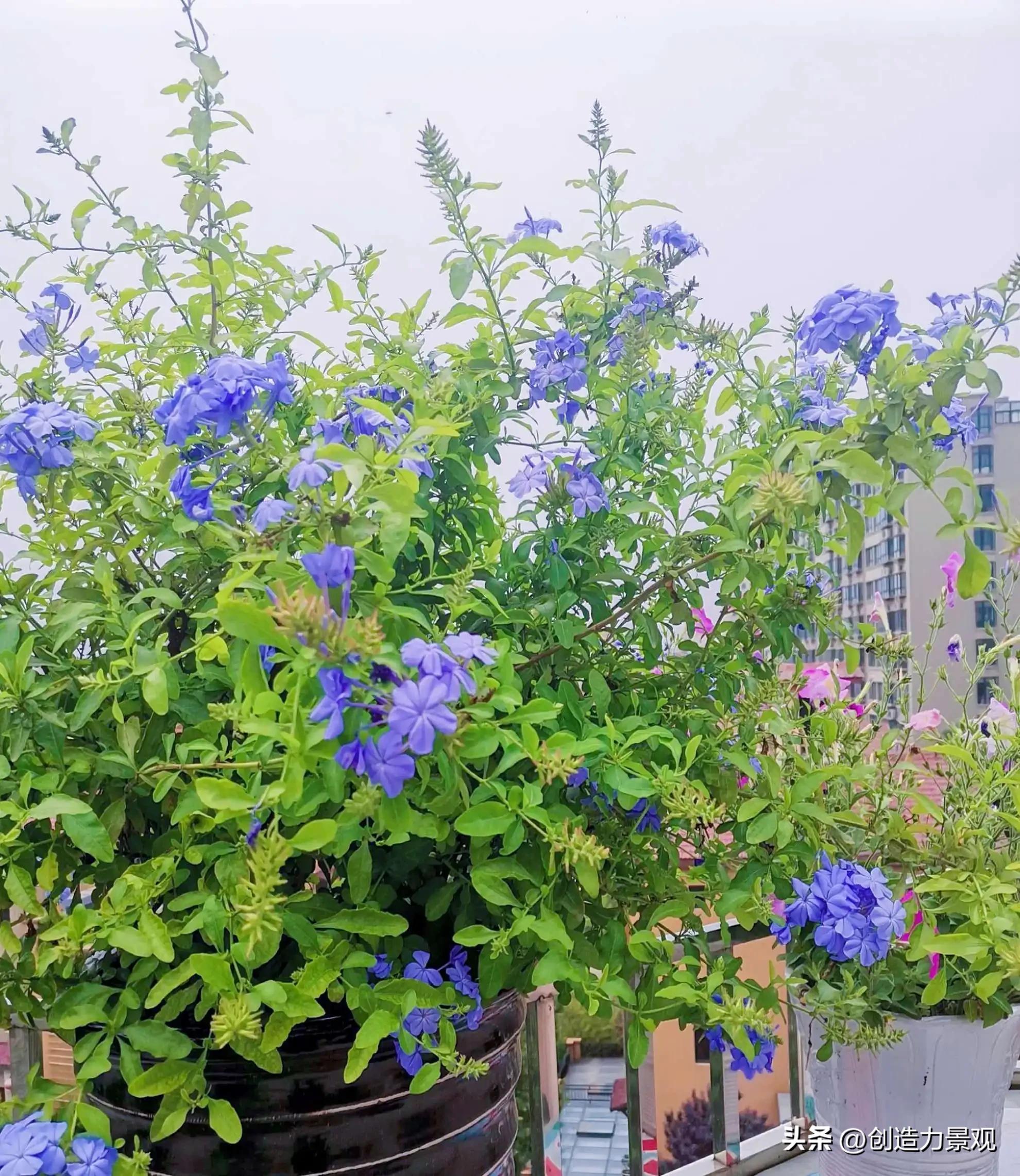 夏季好养的花卉有哪些,夏季的常见花卉有哪些