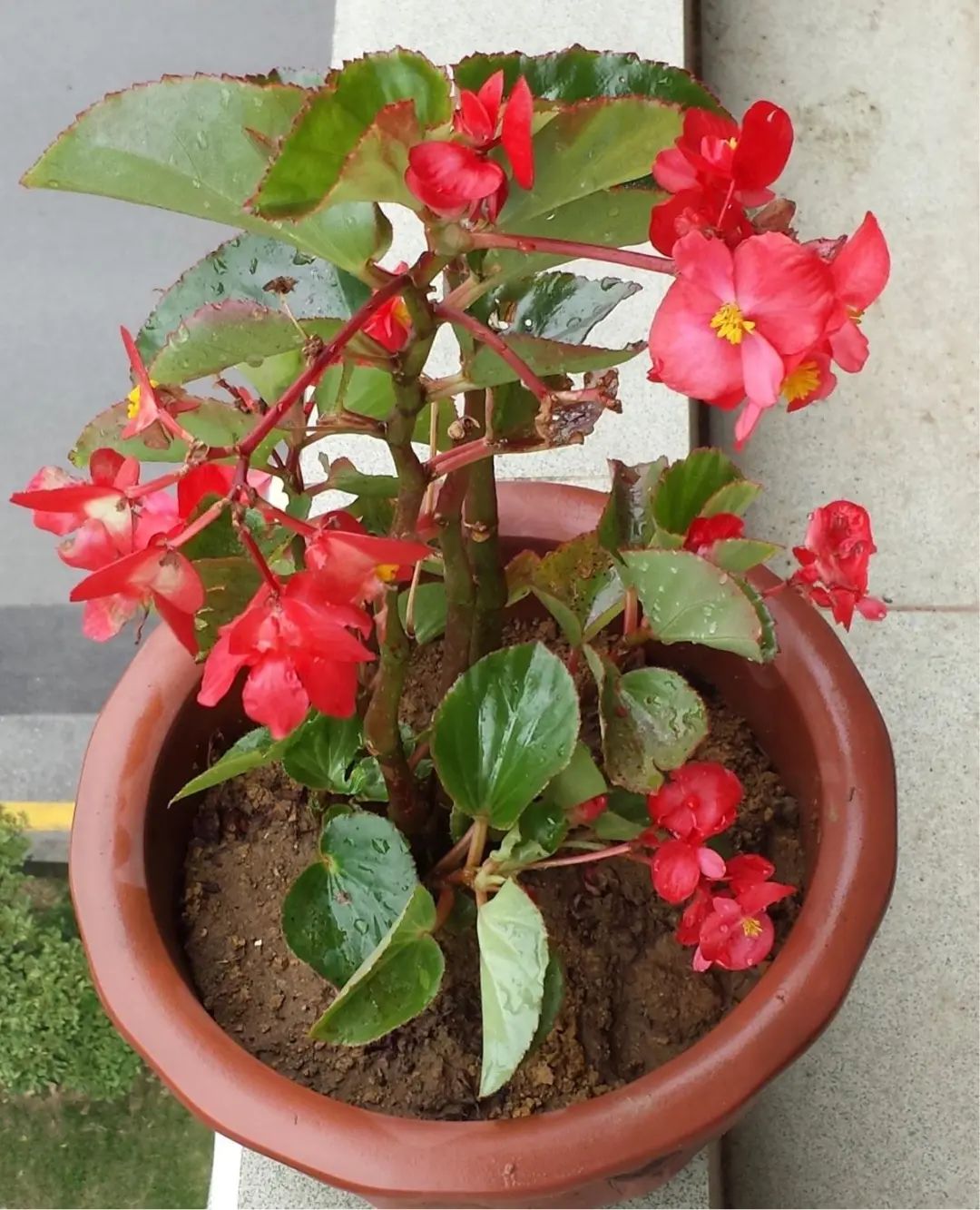 四季海棠花期过了怎么养,四季海棠花期过后怎么养护好