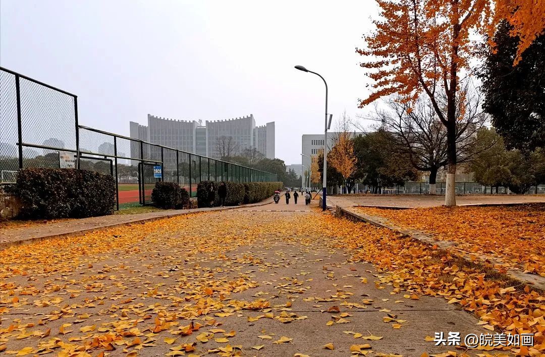 安徽大学好看的风景,高校最美秋景