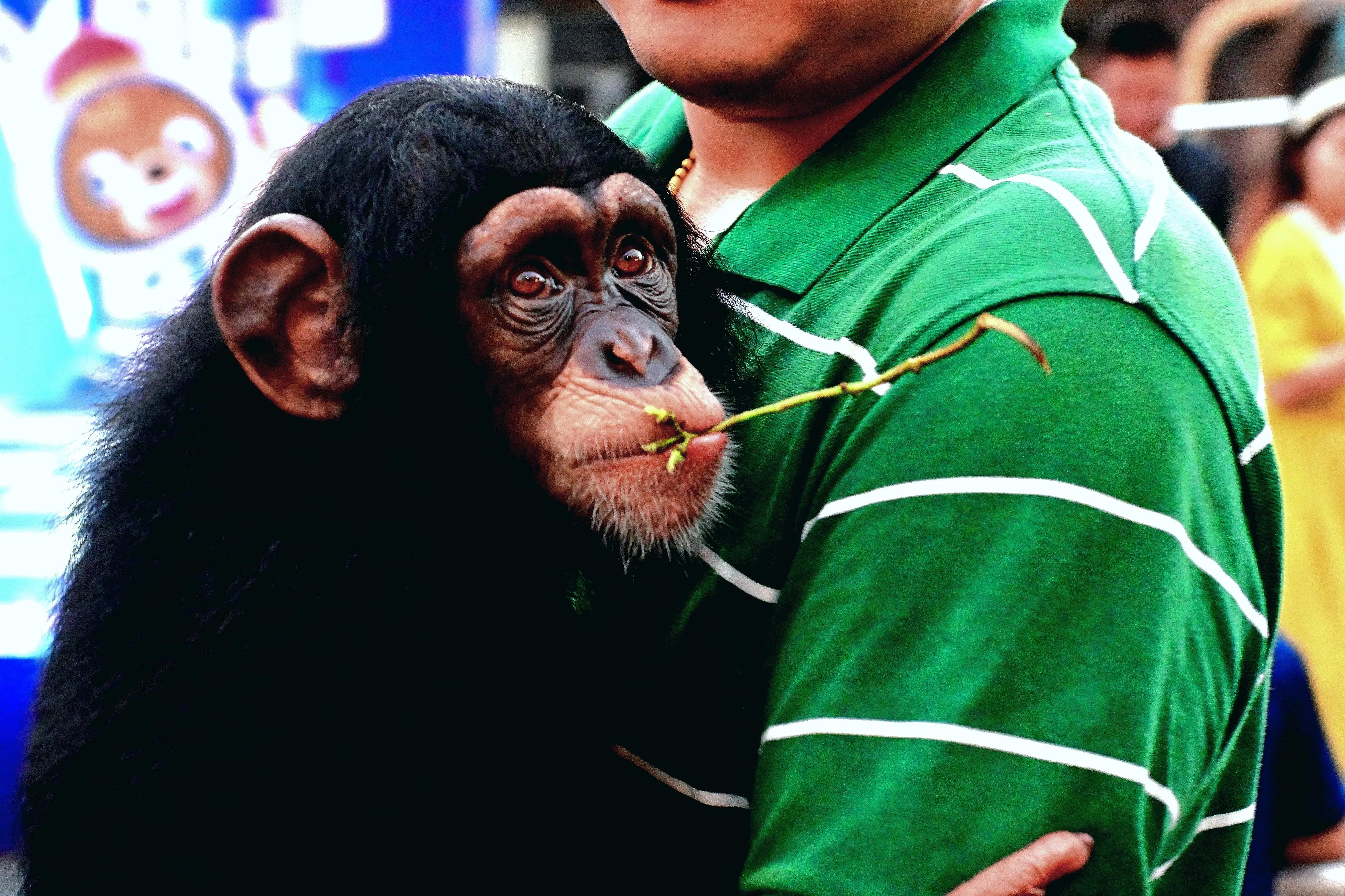 无锡动物园夜公园游玩攻略,无锡动物园攻略