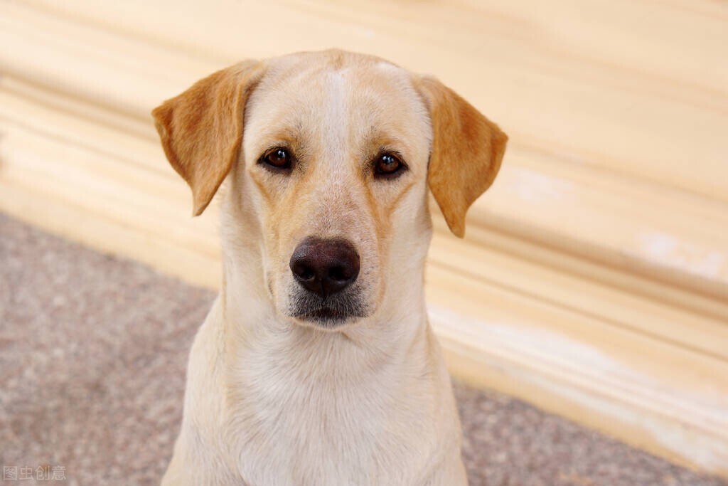 俗话说“三喜来，家聚财”，是指哪“三喜”？分别又有什么寓意？