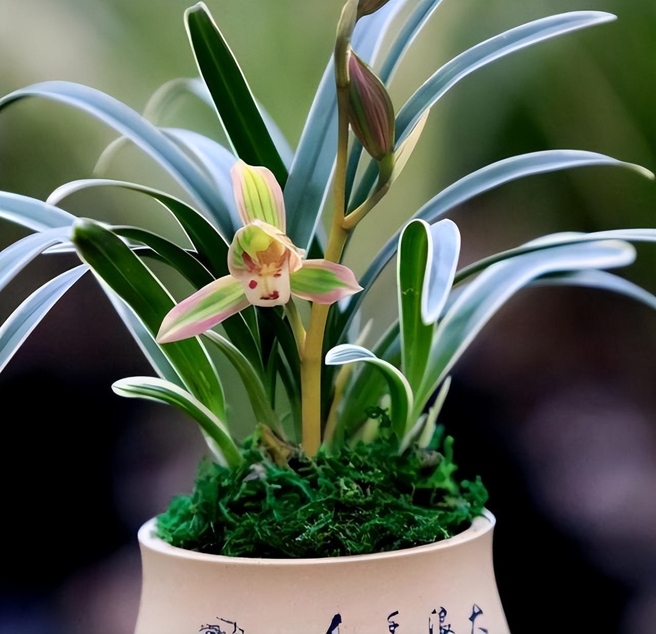 建兰帝王妃最低能耐多少度,金边建兰帝王妃叶子多长