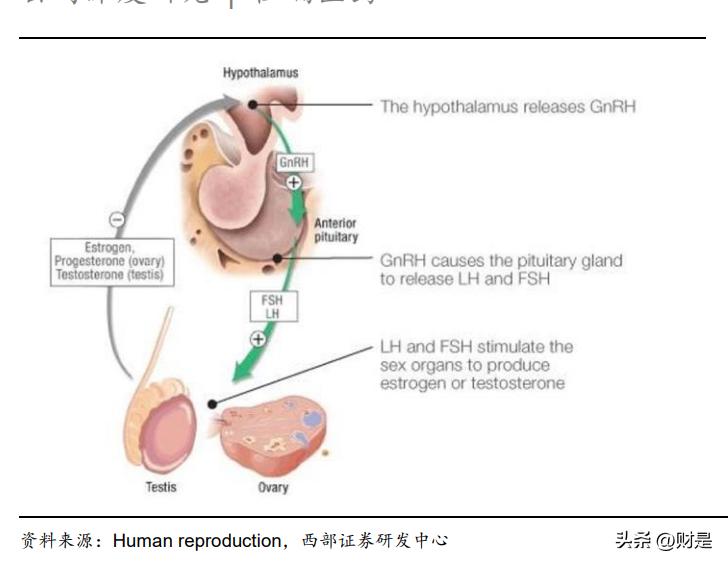 恒瑞医药研究报告：拐点将至，创新引领，布局海外，转型再出发